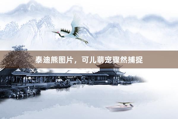 泰迪熊图片，可儿萌宠骤然捕捉